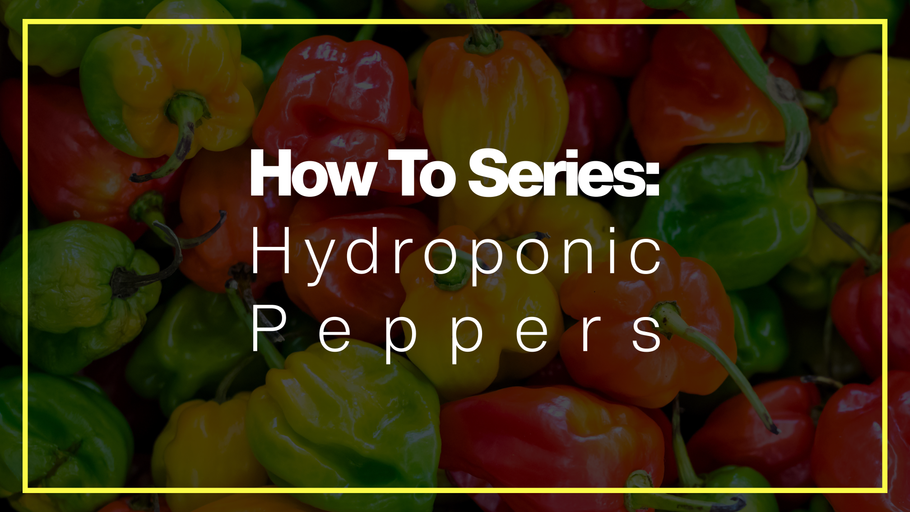 How To Grow Hot Peppers In Hydroponics