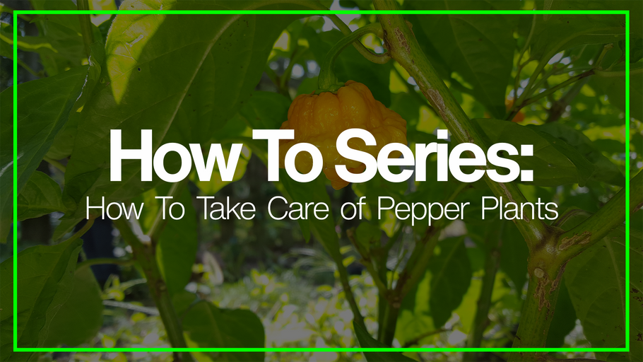 How To Care For and Take Care Of Hot Pepper Plants
