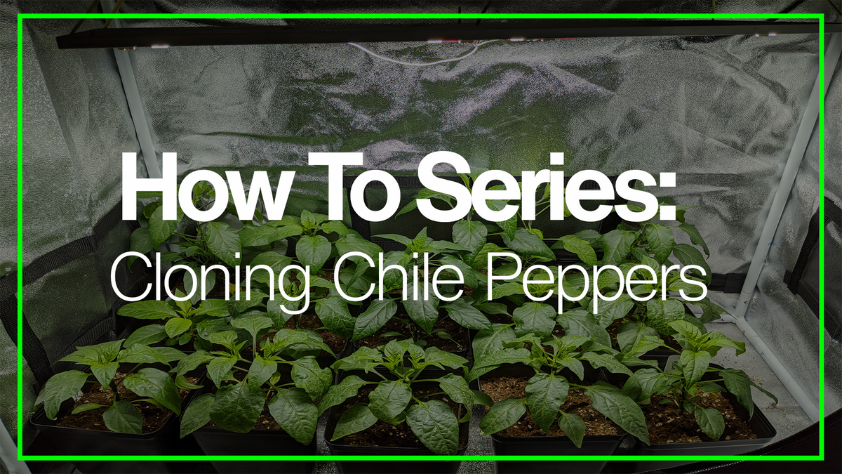 How to Successfully Clone Chile Pepper Plants PexPeppers Hot Sauce