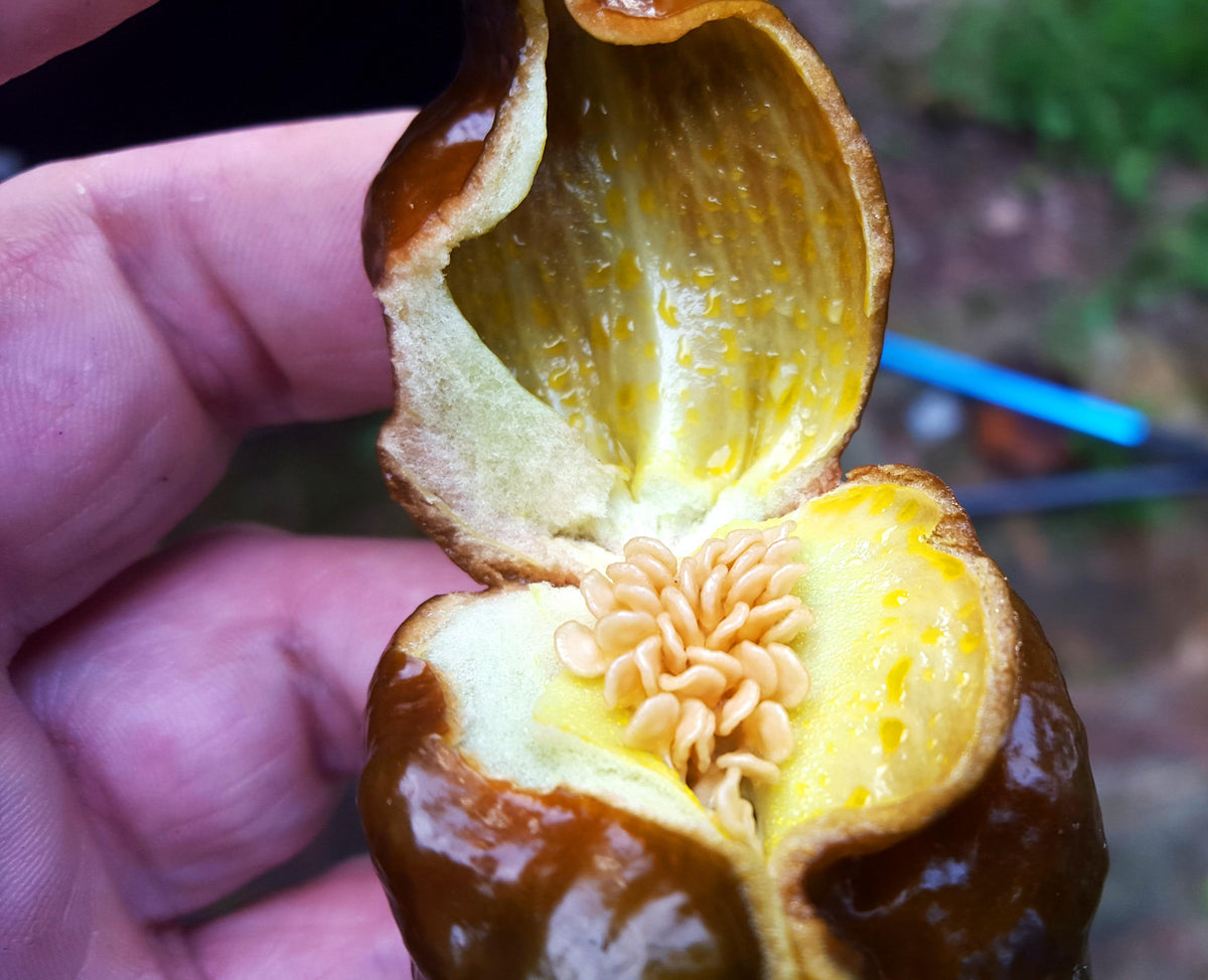 Pepper Seeds – PexPeppers Hot Sauce