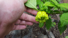 Load image into Gallery viewer, SB7J Pepper Seeds Pack of 10