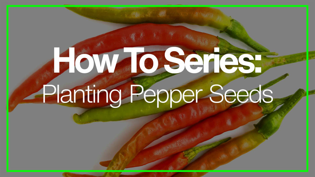 How To Plant Hot Pepper Seeds PexPeppers Hot Sauce