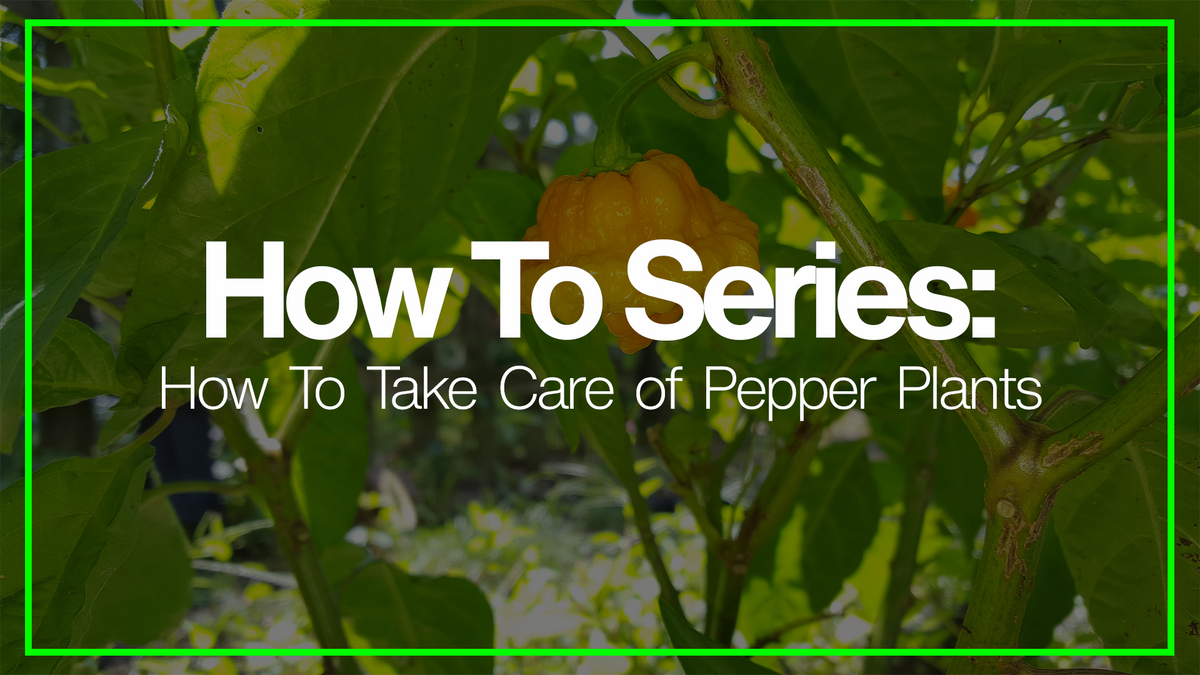 How To Care For and Take Care Of Hot Pepper Plants PexPeppers Hot Sauce