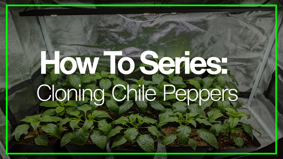 How to Successfully Clone Chile Pepper Plants