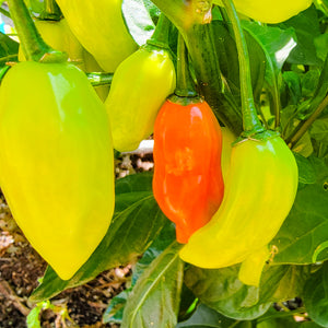 CGN24331 Seeds (Suriname Habanero)