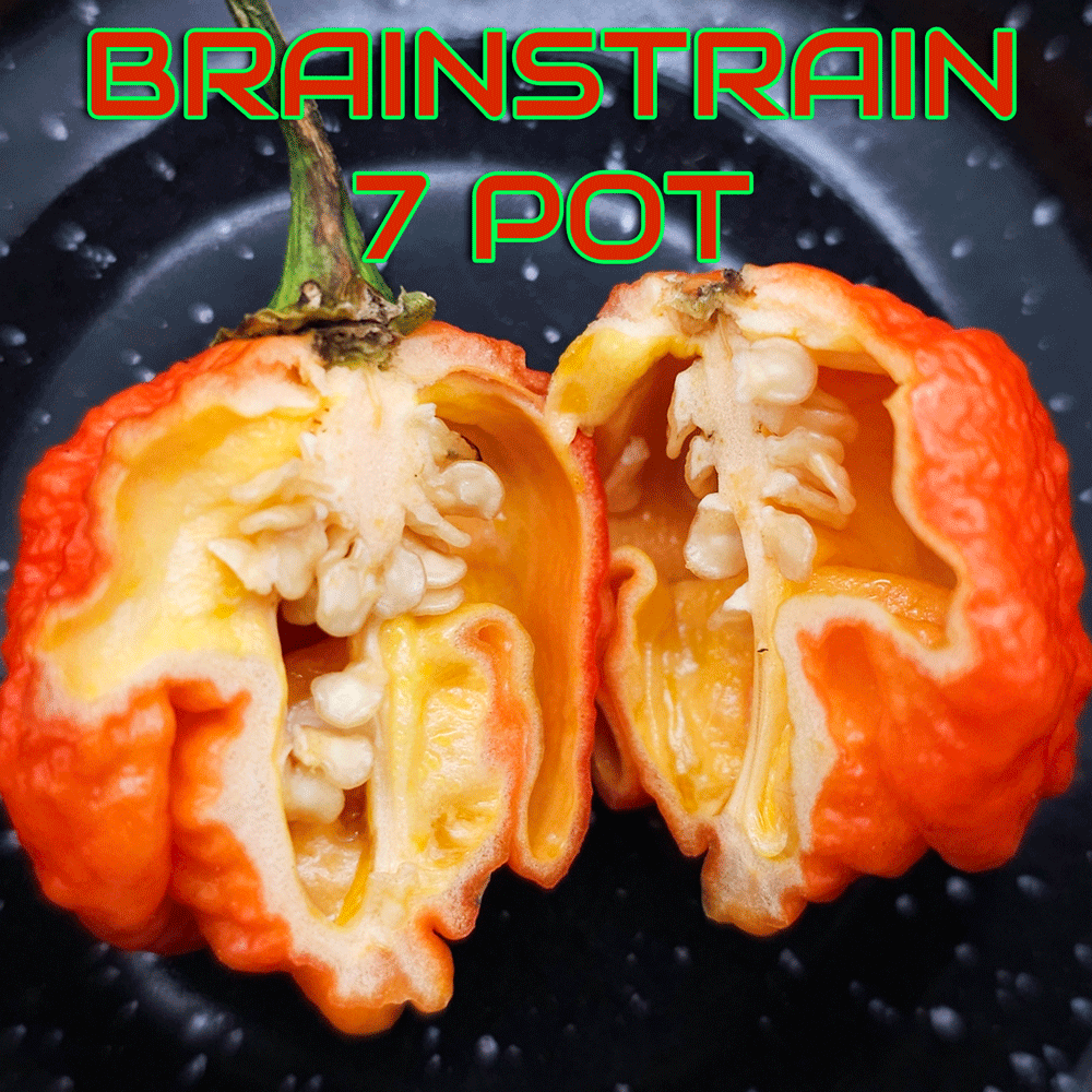 BrAinStrAin 7 Pot Pepper Seeds – PexPeppers Hot Sauce