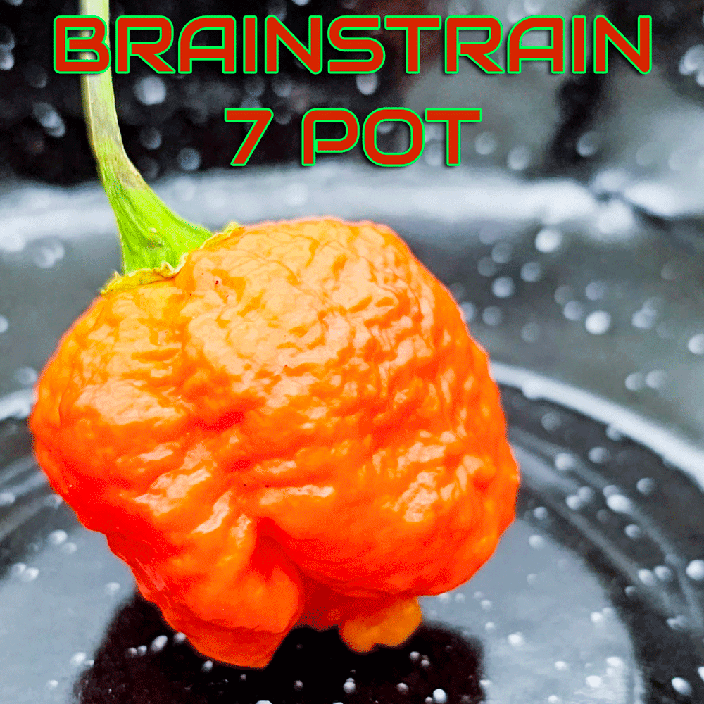 BrAinStrAin 7 Pot Pepper Seeds – PexPeppers Hot Sauce