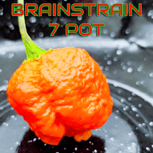 Load image into Gallery viewer, BrAinStrAin 7 Pot Pepper Seeds
