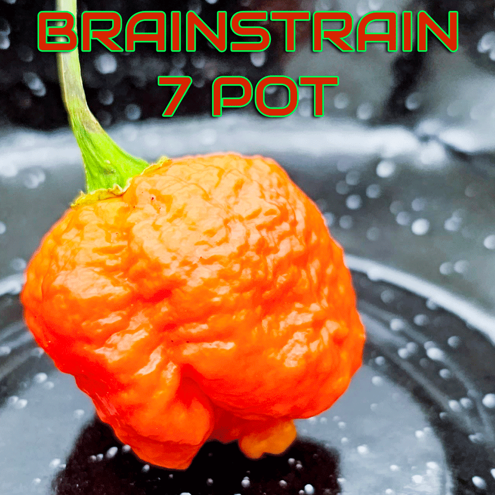 BrAinStrAin 7 Pot Pepper Seeds