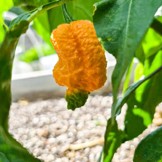 Fried Chicken Pepper Seeds
