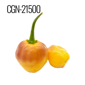 CGN-21500 Chile Pepper Seeds