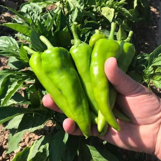 pepper jade plant Pueblo Chile Seeds – PexPeppers Hot Sauce