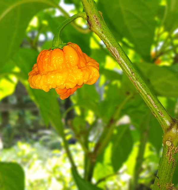 SB7J Pepper Seeds Pack of 10 – PexPeppers Hot Sauce